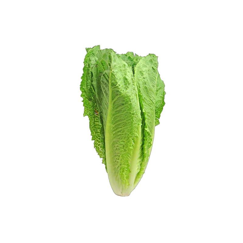 Laitue romaine